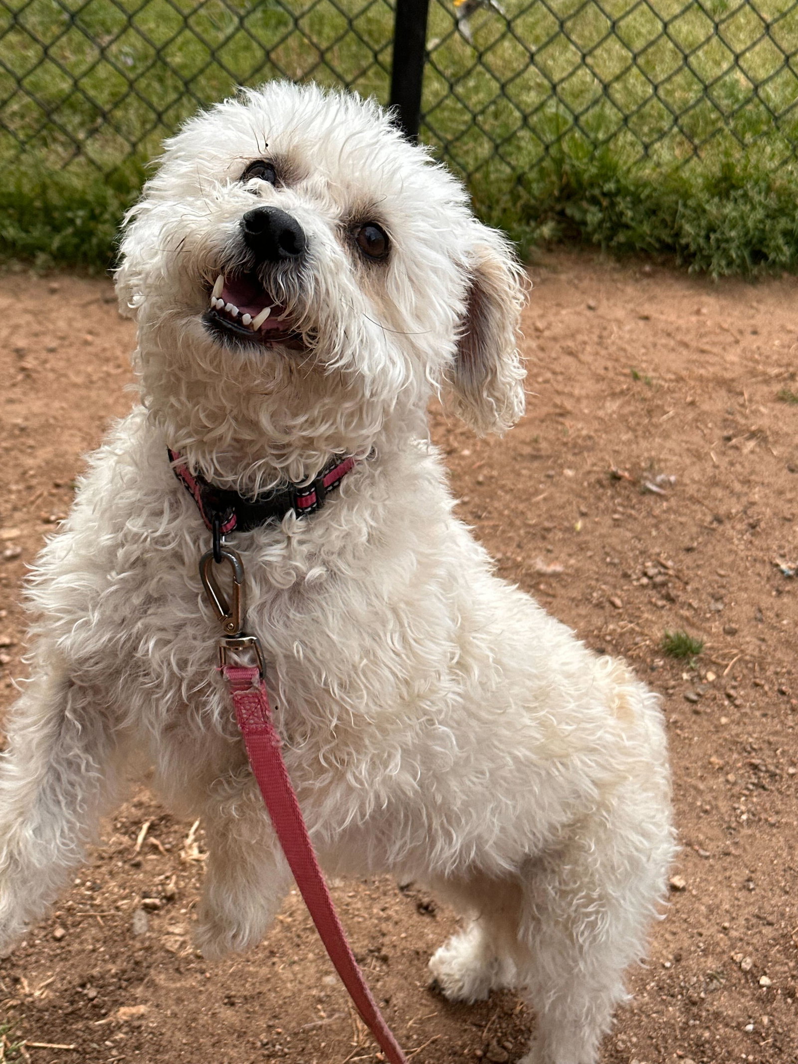 <strong> Holly P Mar 25 </strong> <br/> <small>Poodle (Miniature) / Terrier / Mixed (medium coat)</small>