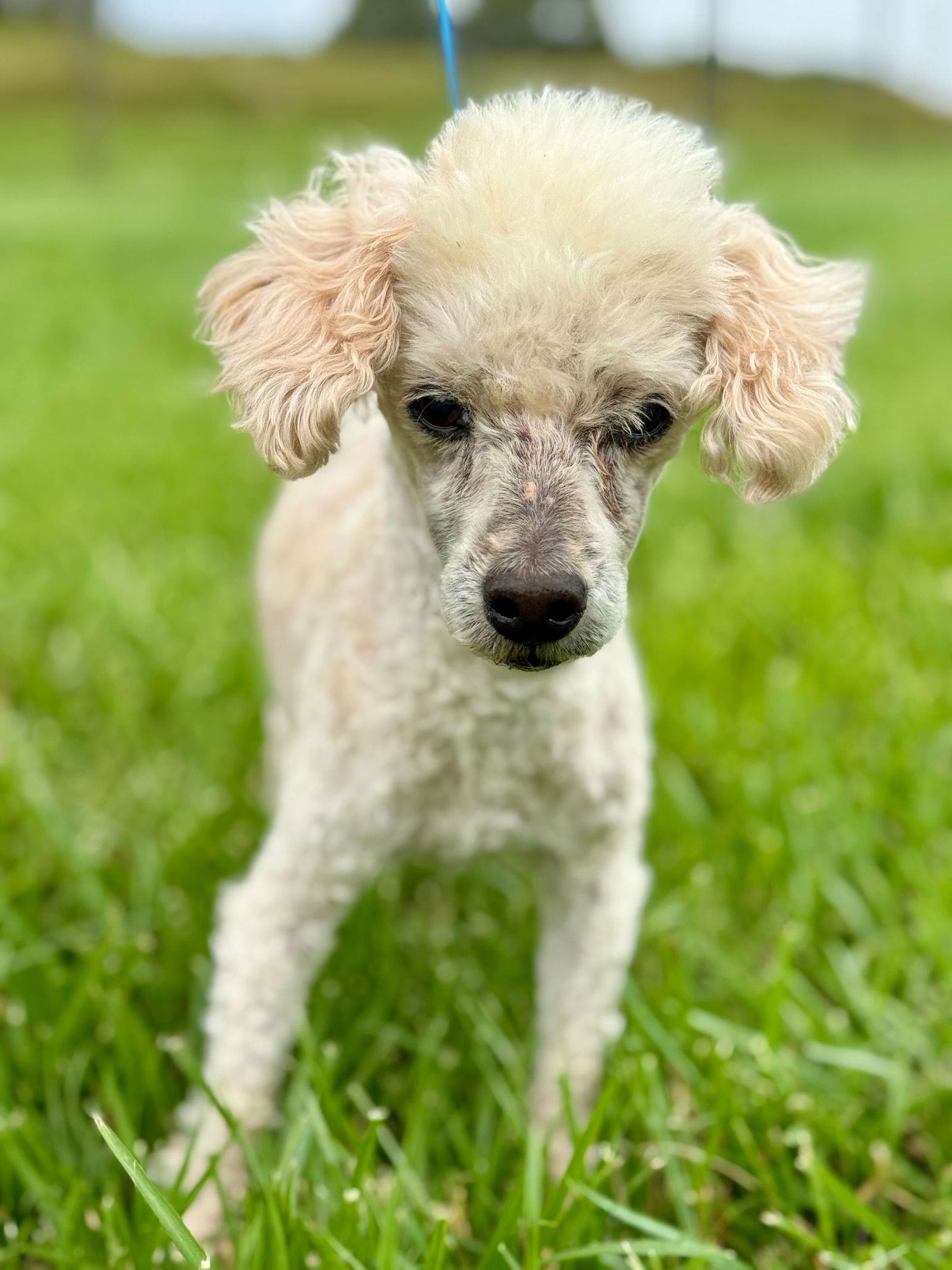 adoptable Dog in Pacolet, SC named Chip Mar 25