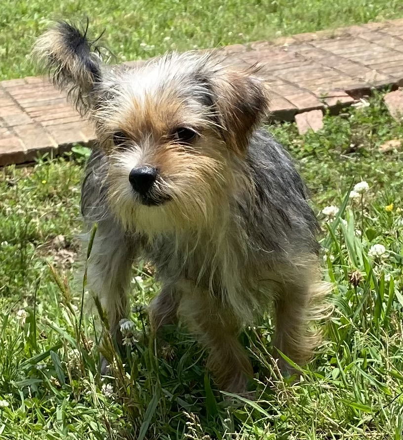 adoptable Dog in Pacolet, SC named Clover Mar 25