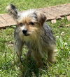 adoptable Dog in Pacolet, SC named Clover Mar 25