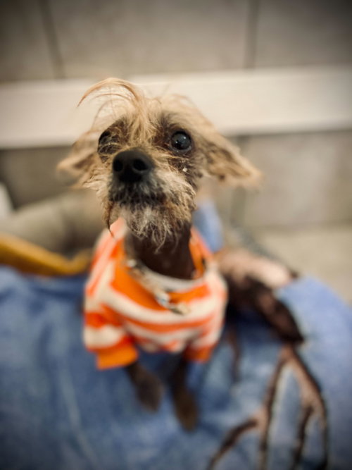 GEORGIE MAR 25 - Chinese Crested-Hairless available for adoption