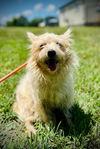 adoptable Dog in Pacolet, SC named Nala Mar 25