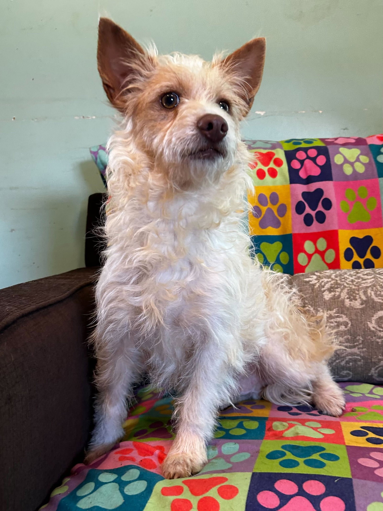 Dog Image