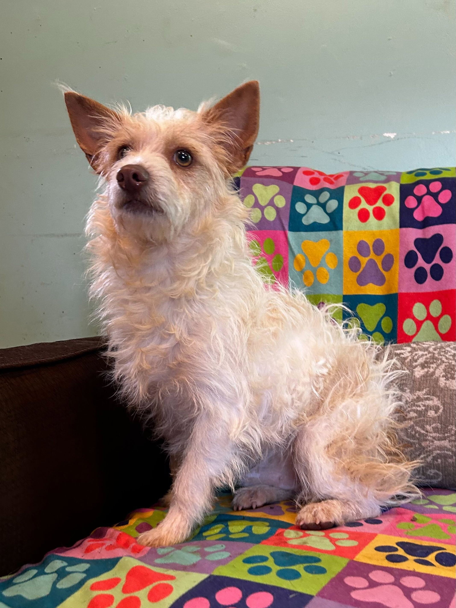 Dog Image