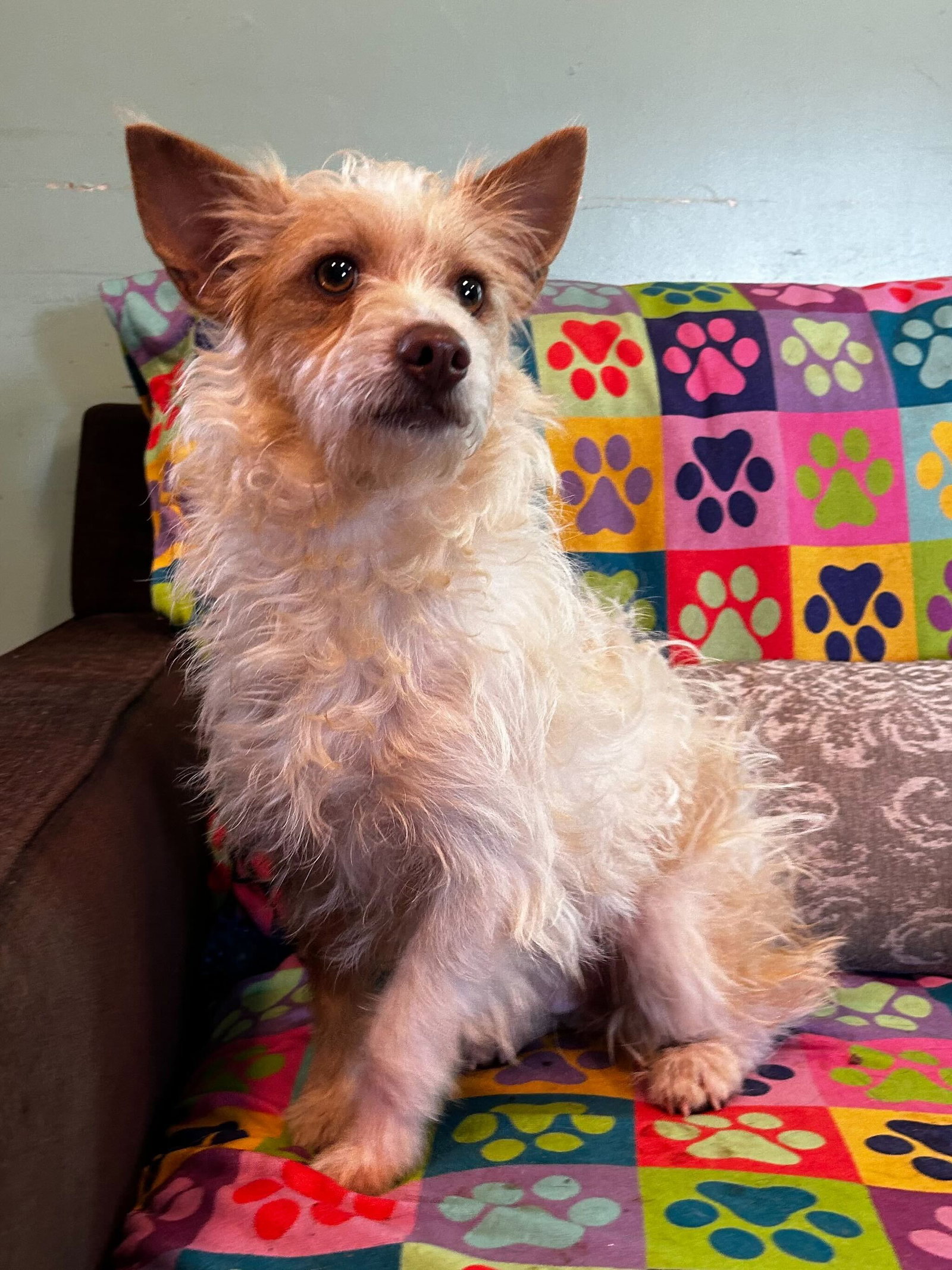 Dog Image