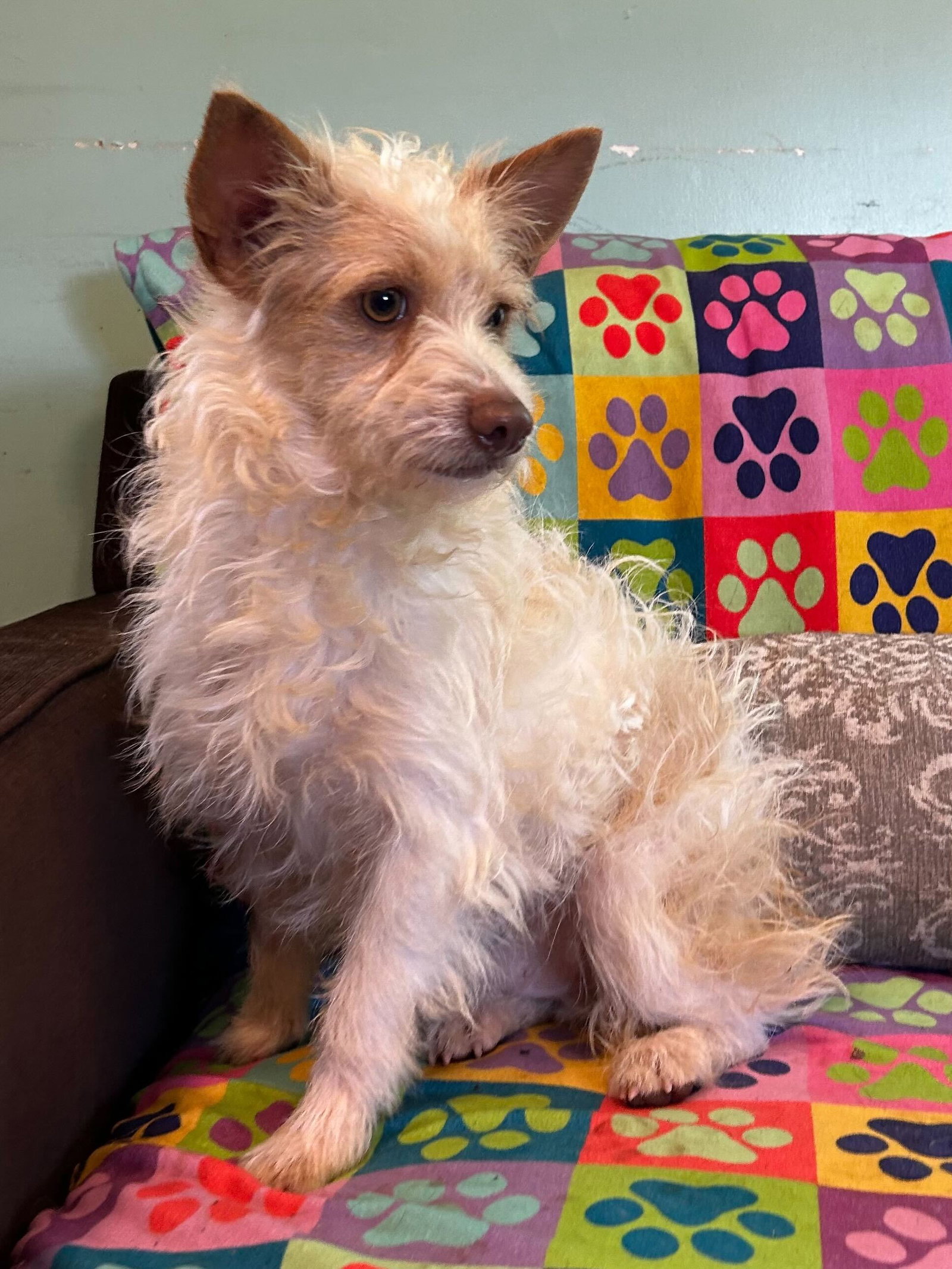 Dog Image