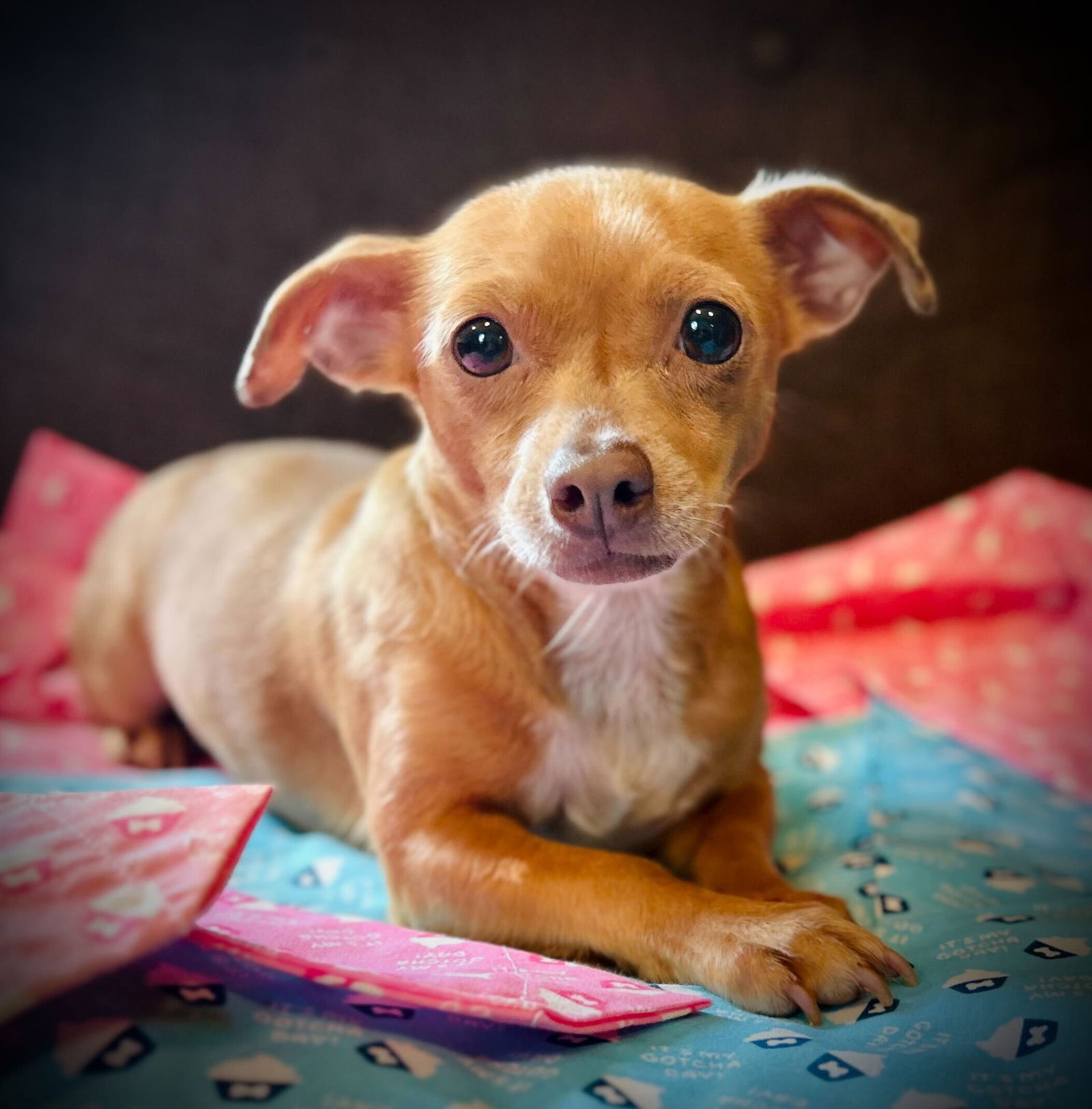 adoptable Dog in Pacolet, SC named Chanel Nugget Mar 25