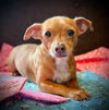 adoptable Dog in Pacolet, SC named Chanel Nugget Mar 25