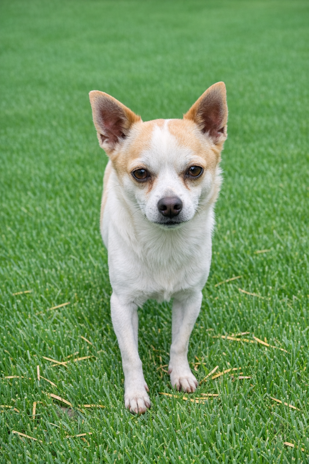 Dog Image