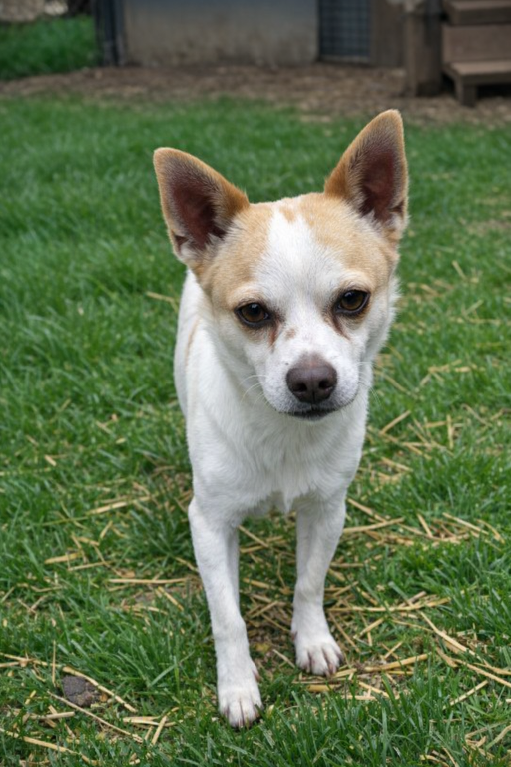 Dog Image