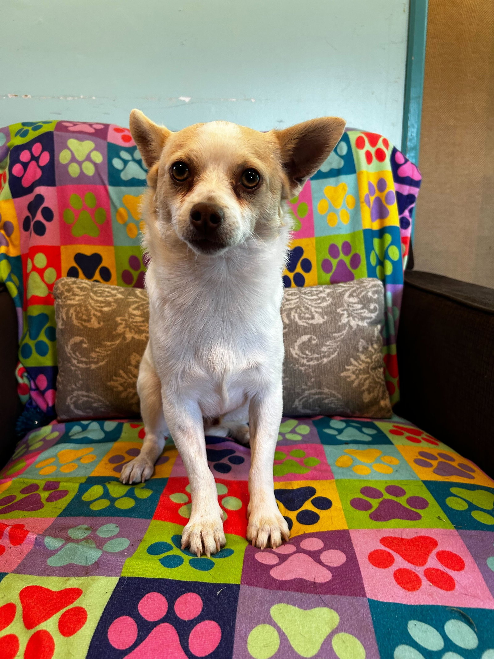 <strong> Mickie Mar 25</strong> <br/> <small>Chihuahua (short coat)</small>