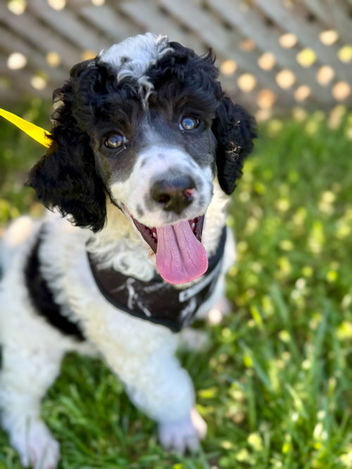 picture of the dog needing adoption