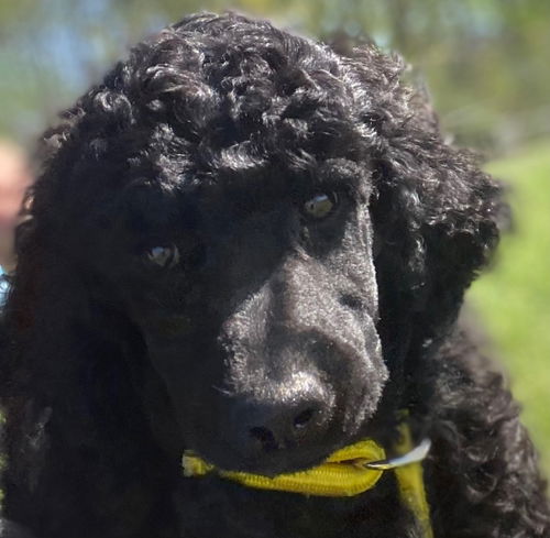 picture of the dog needing adoption
