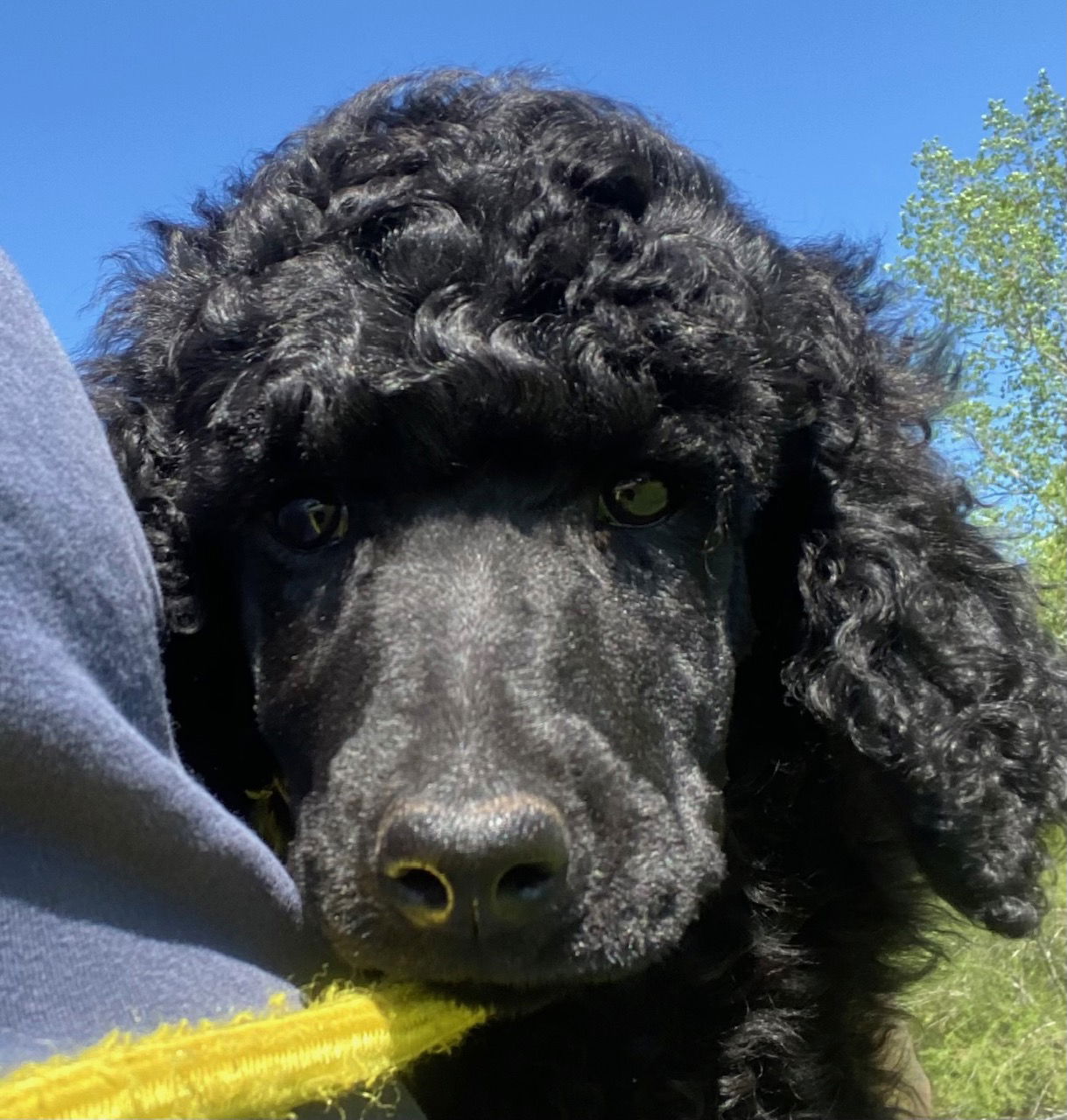 Dog Image