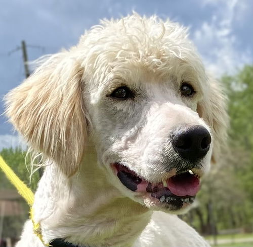 picture of the dog needing adoption