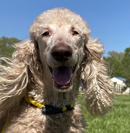 picture of the dog needing adoption