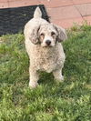adoptable Dog in Pacolet, SC named Coco Apr 25 - In Foster in Rocky Mount, NC