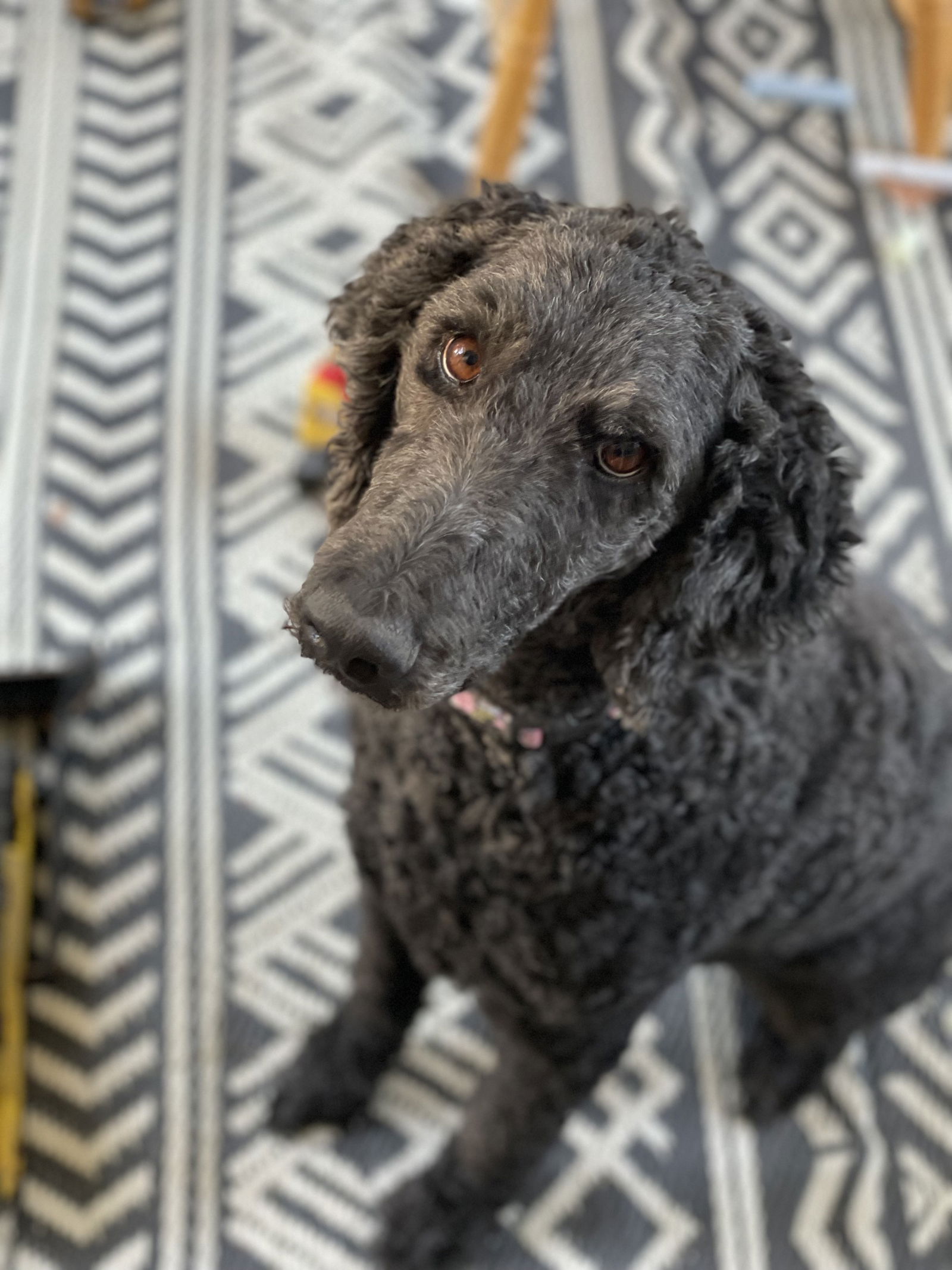 Dog Image