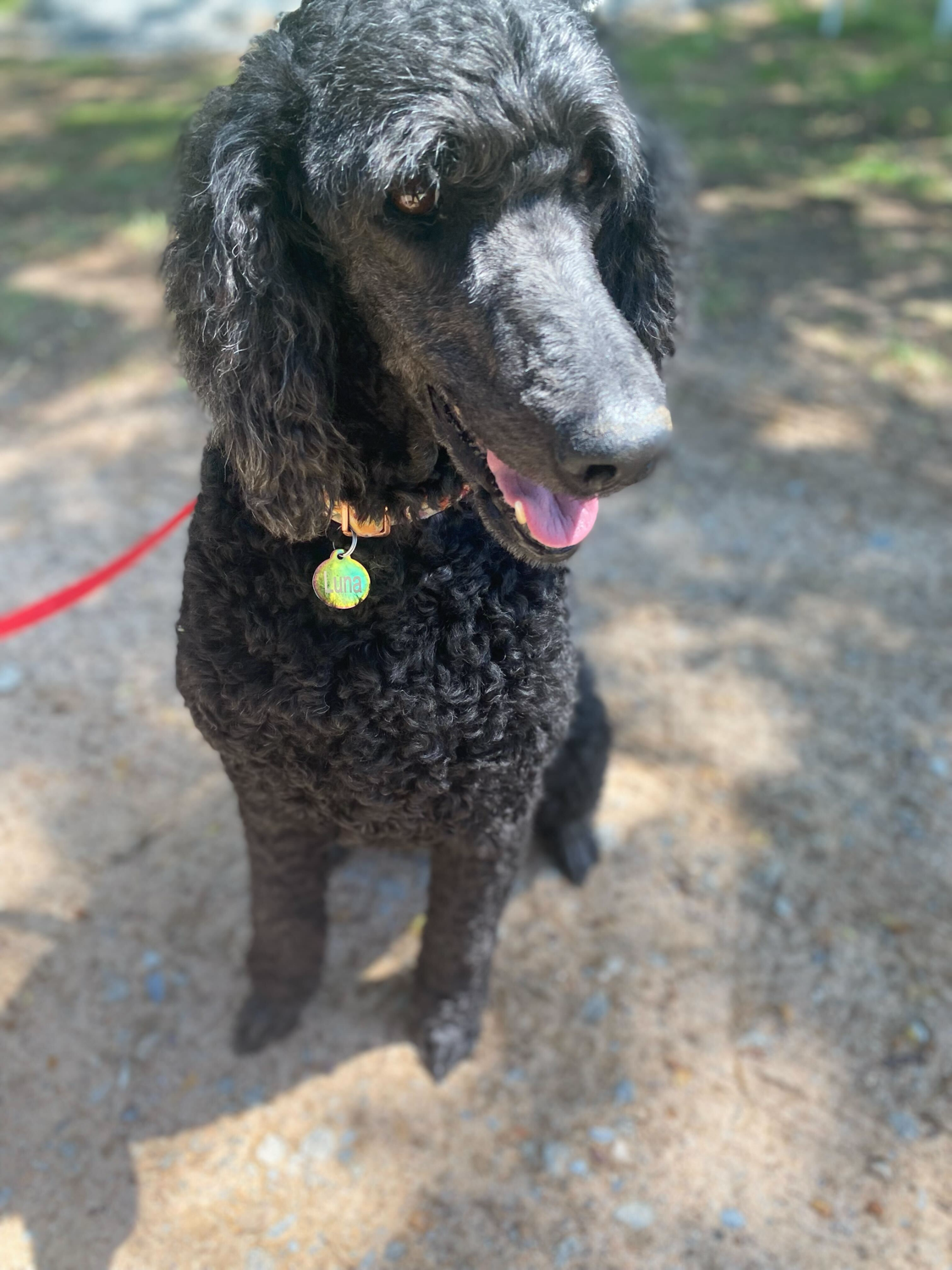 Dog Image