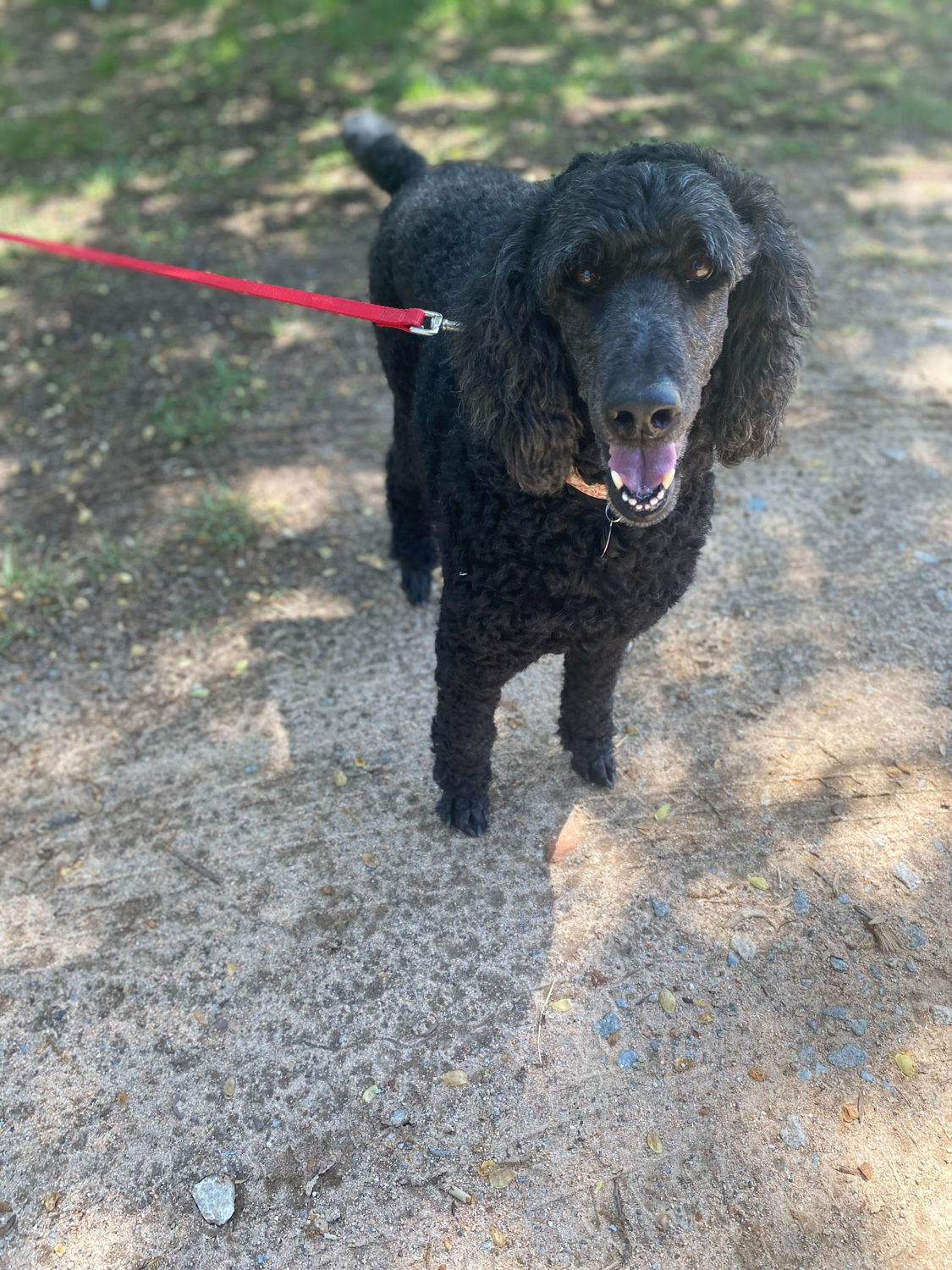Dog Image