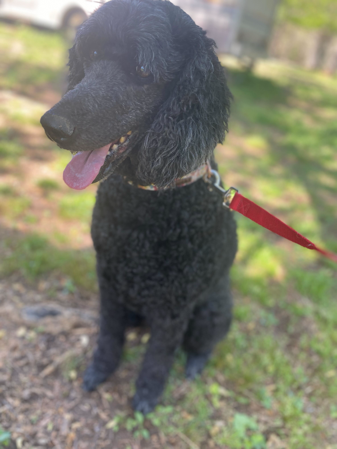Dog Image