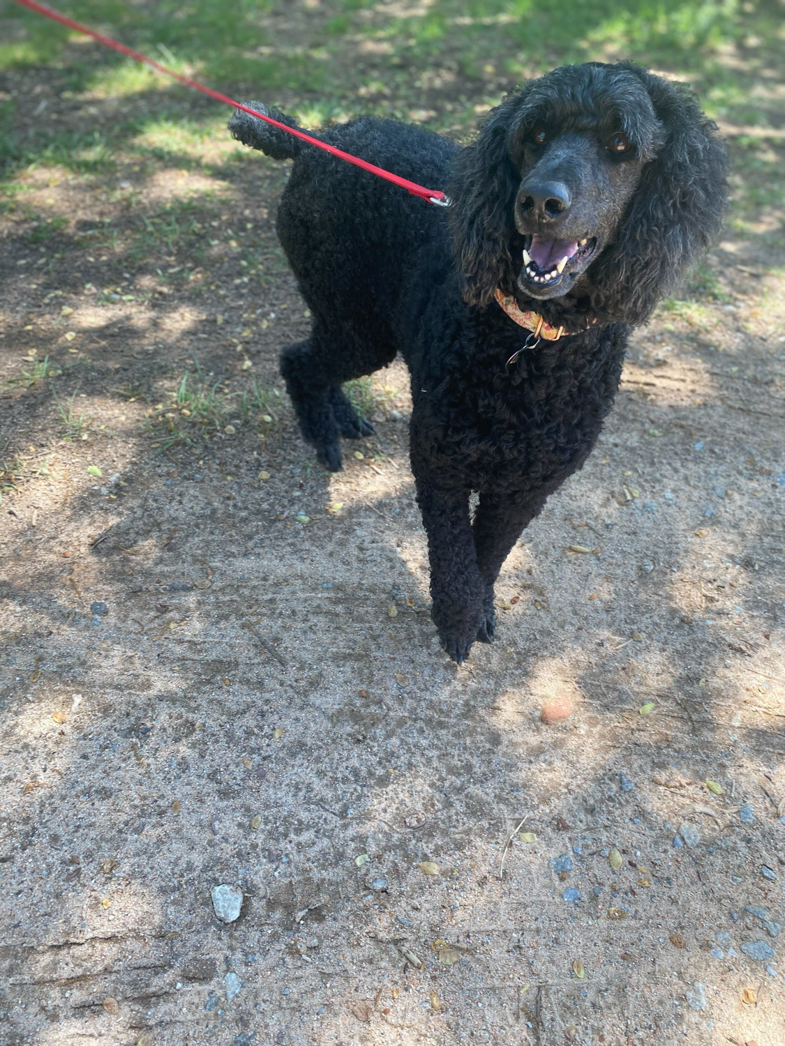 Dog Image