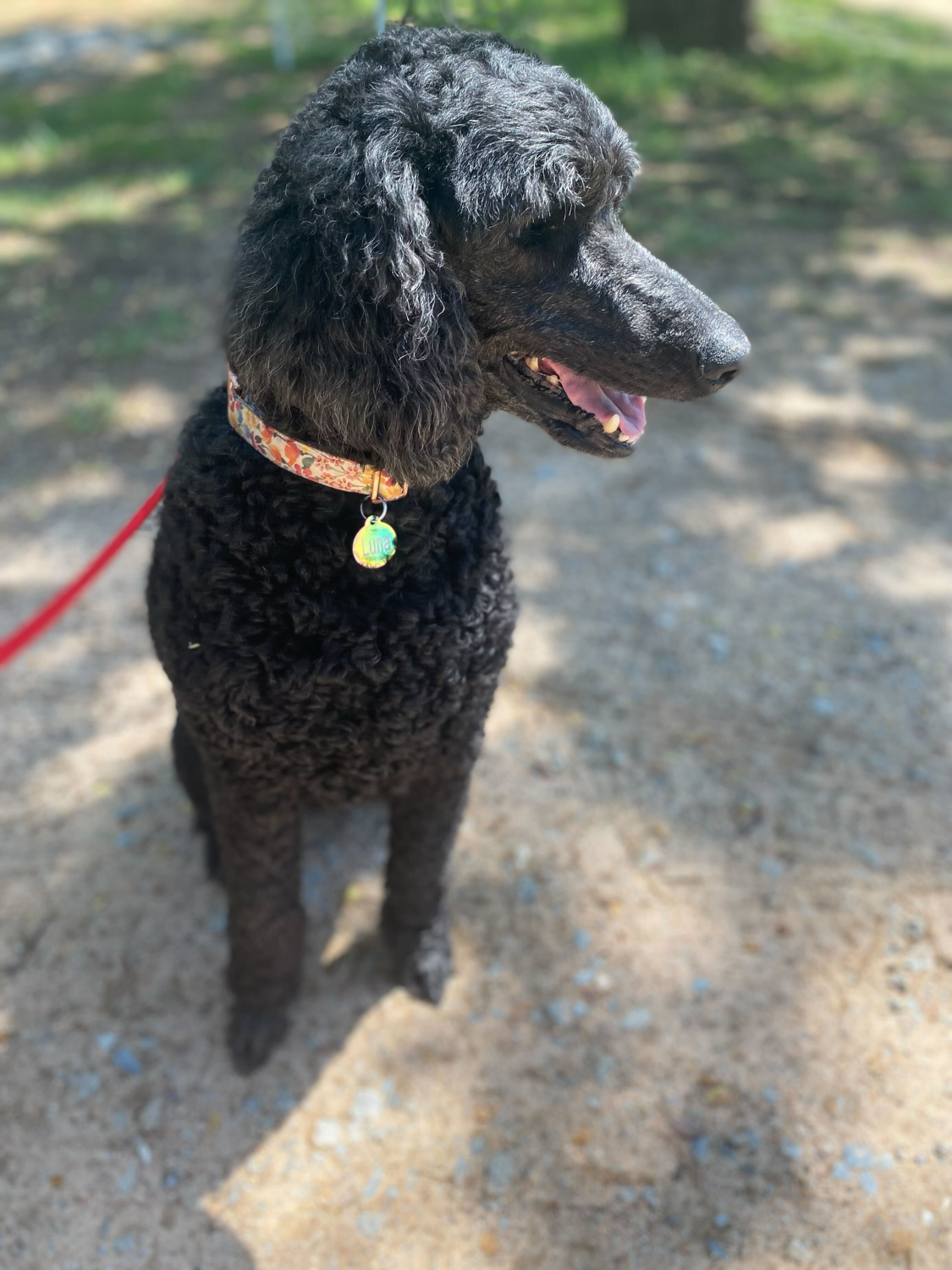 Dog Image