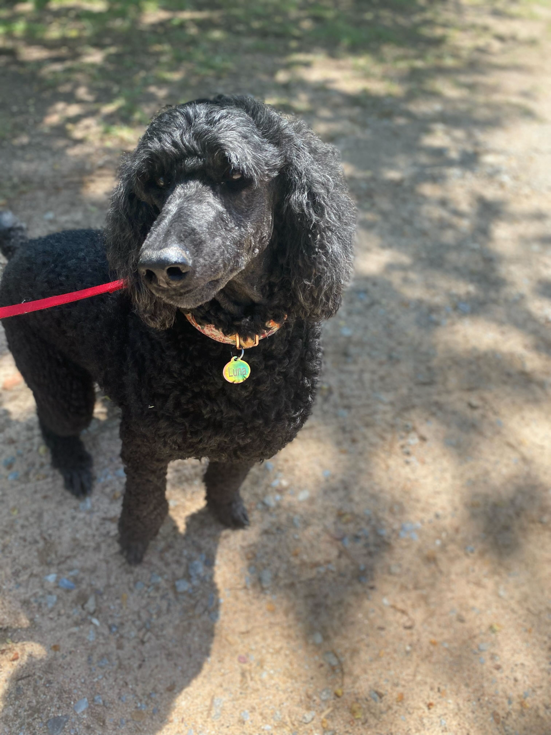 Dog Image