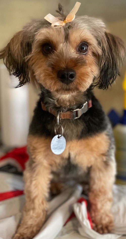 picture of the dog needing adoption