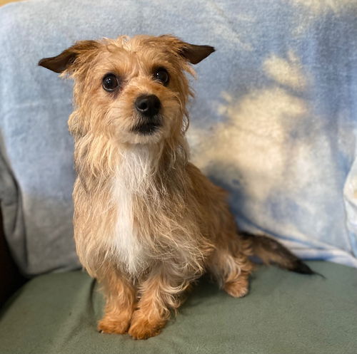 picture of the dog needing adoption
