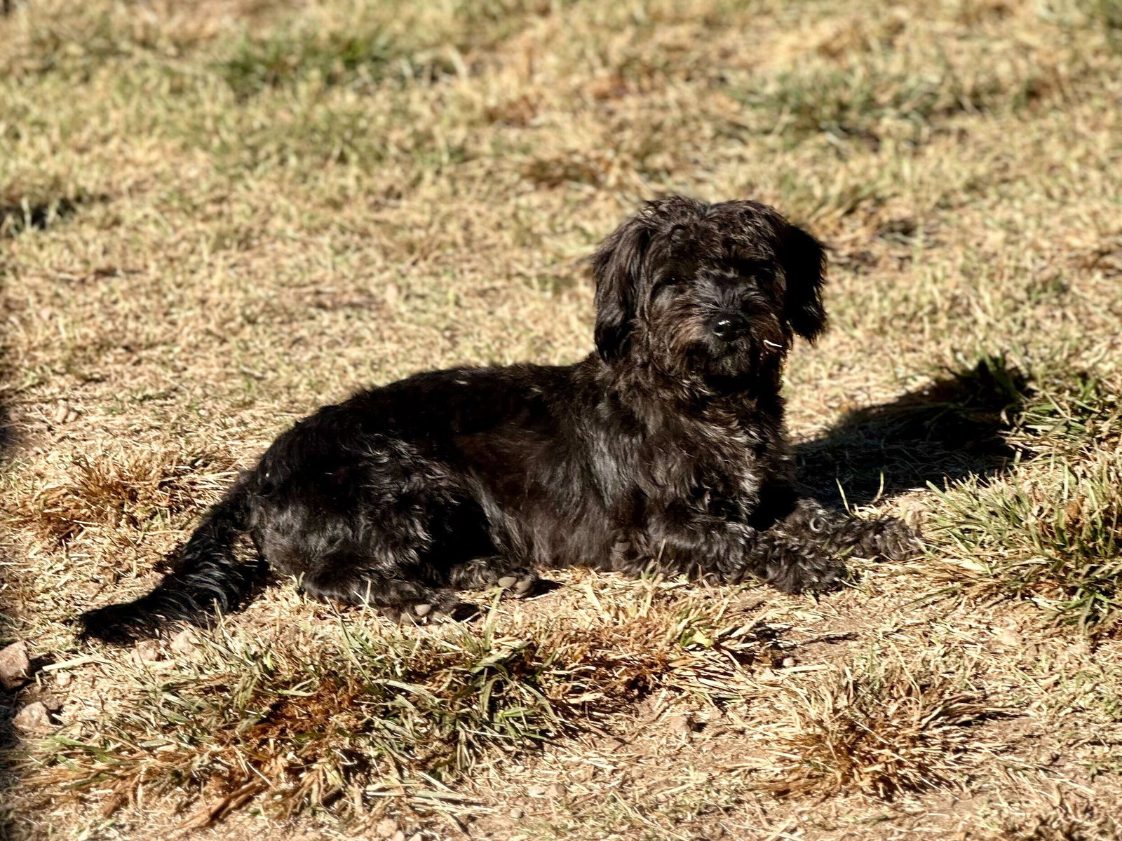 Dog Image