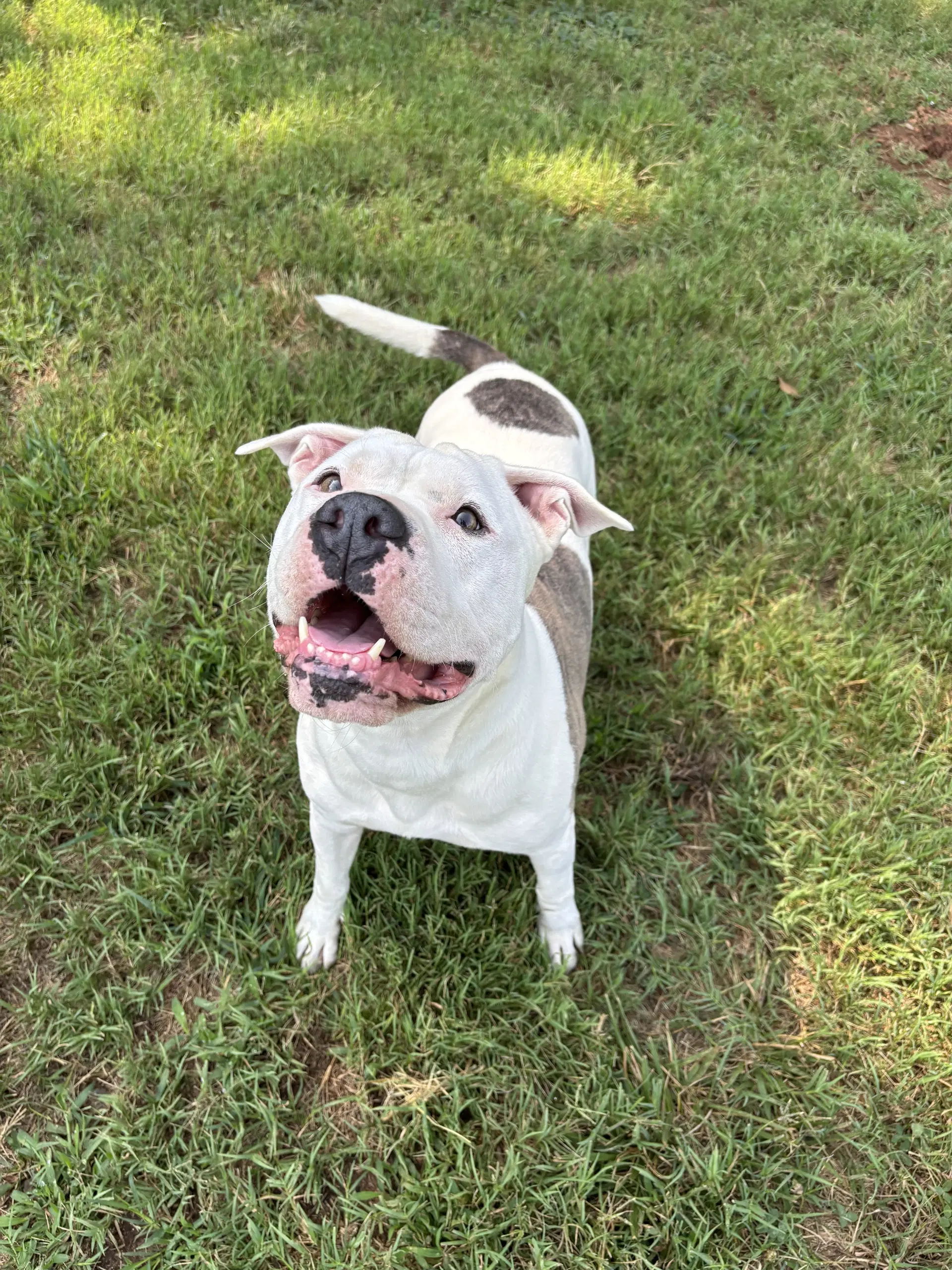 Major Apr - American Bulldog