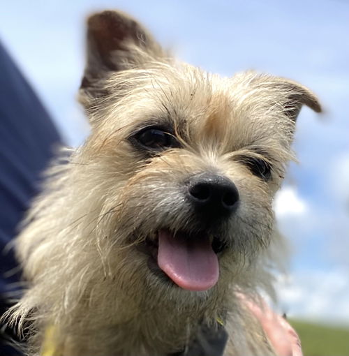 picture of the dog needing adoption