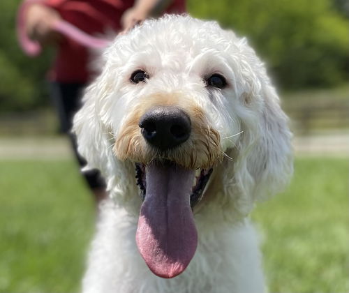 picture of the dog needing adoption