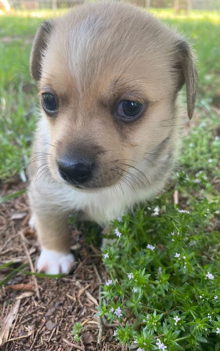 adoptable Dog in Pacolet, SC named Theodore Mar 25 - A Clover Pup