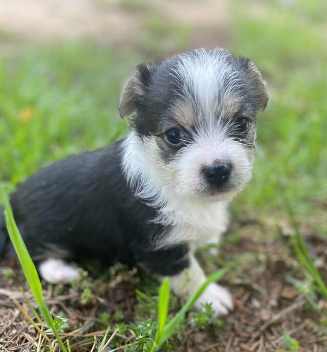 adoptable Dog in Pacolet, SC named Simon Mar 25 - A Clover Pup