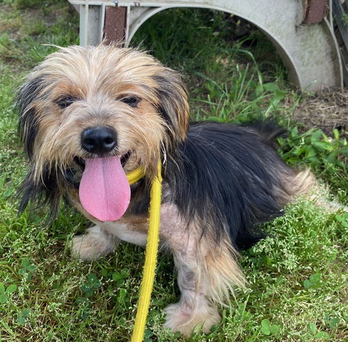 picture of the dog needing adoption