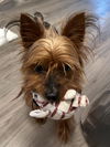 adoptable Dog in Pacolet, SC named Lilly May 25 - In Foster in Rocky Mount, NC