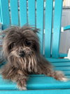 Gabby May 25 - In Foster in Rocky Mount, NC - Photo 2