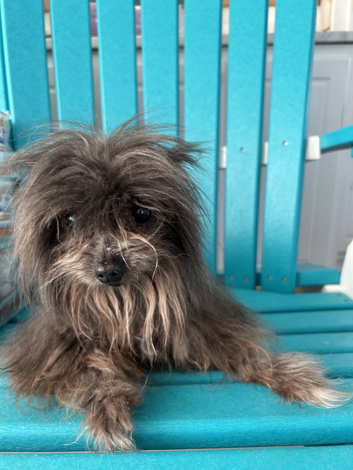 GABBY MAY 25 - IN FOSTER IN ROCKY MOUNT, NC - Yorkshire Terrier Yorkie available for adoption