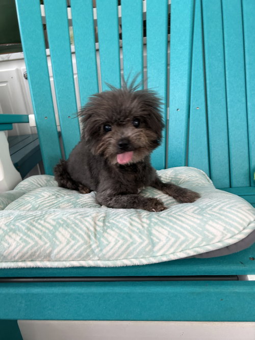 picture of the dog needing adoption