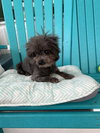 Gabby May 25 - In Foster in Rocky Mount, NC - Photo 3