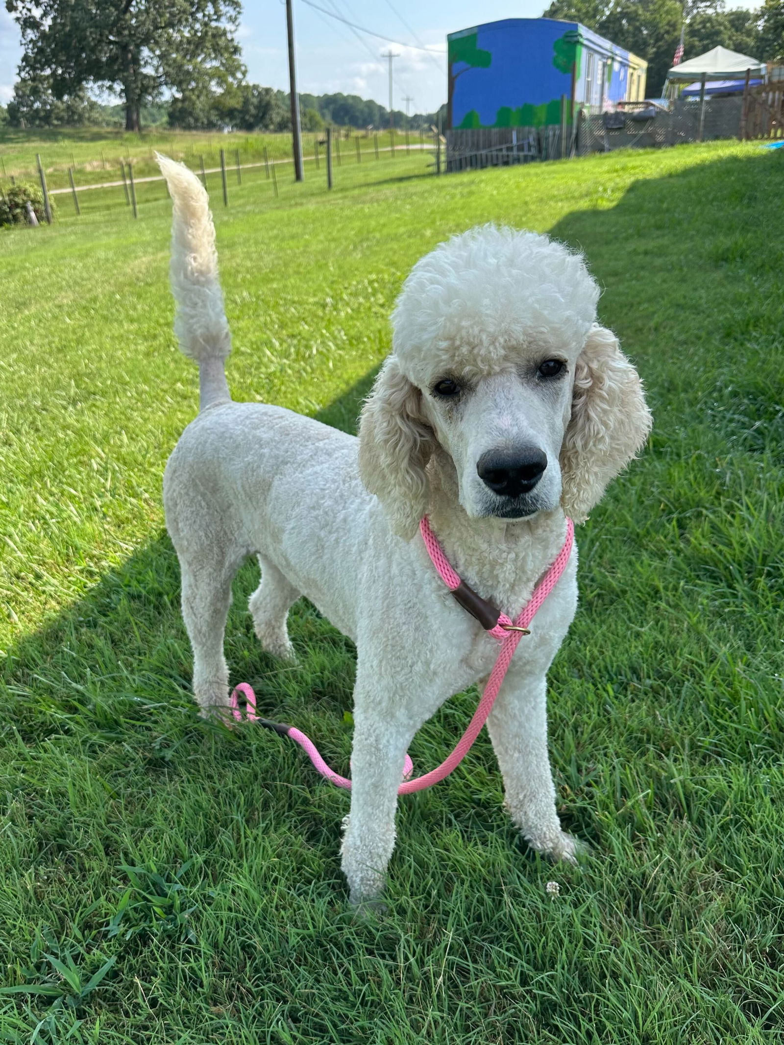 adoptable Dog in Pacolet, SC named Maverick May 25