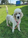adoptable Dog in  named Maverick May 25