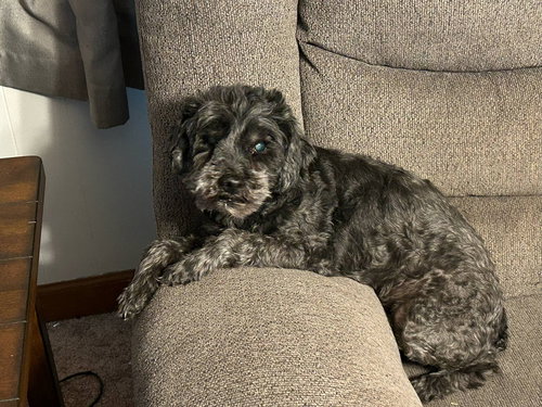 LEO MAY 25 - IN FOSTER IN ROCKY MOUNT, NC - Poodle (Miniature) available for adoption