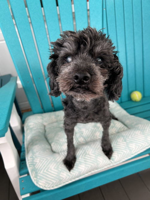 LEO MAY 25 - IN FOSTER IN ROCKY MOUNT, NC - Poodle (Miniature) available for adoption