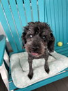 Leo May 25 - In Foster In Rocky Mount, NC - Photo 3
