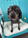 Leo May 25 - In Foster In Rocky Mount, NC - Photo 4