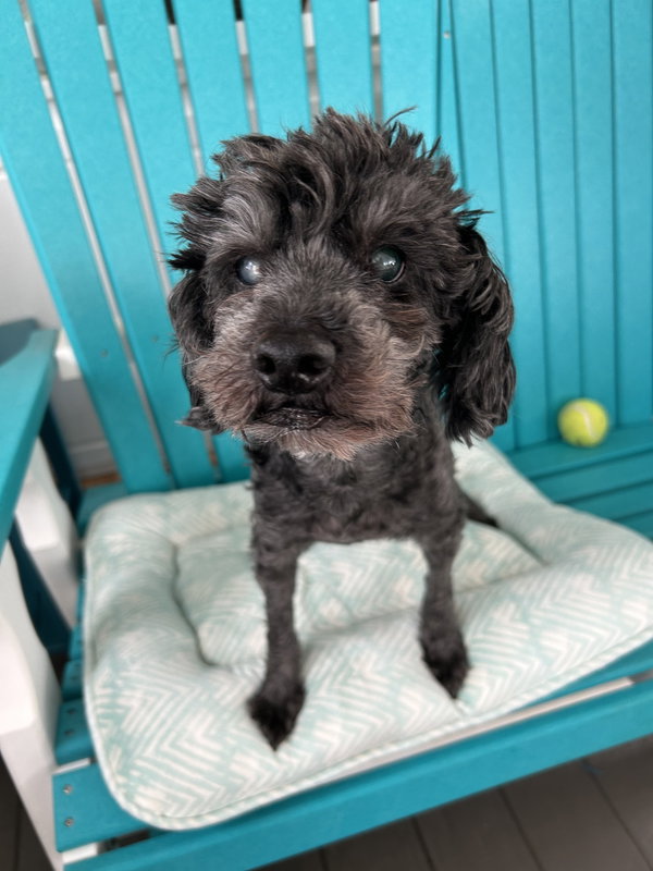 Leo May 25 - In Foster In Rocky Mount, NC