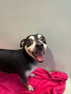Oscar May 25 - In Foster in Rocky Mount, NC - Photo 2